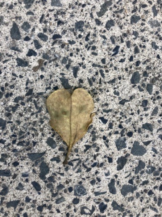 Herzförmiges Blatt auf Steinboden